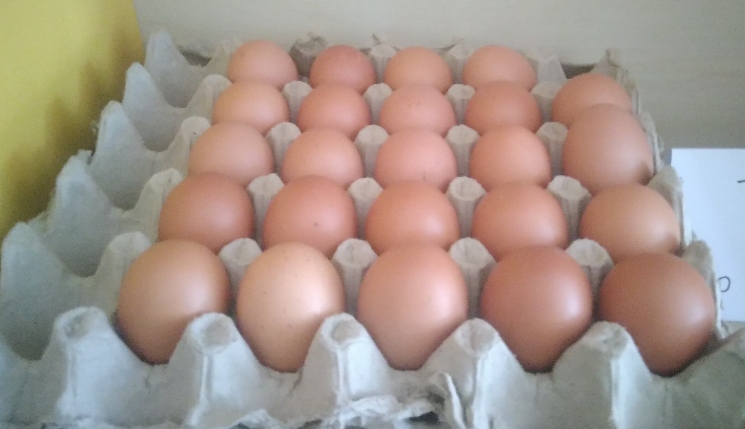 Telur Ayam Negeri (satuan)